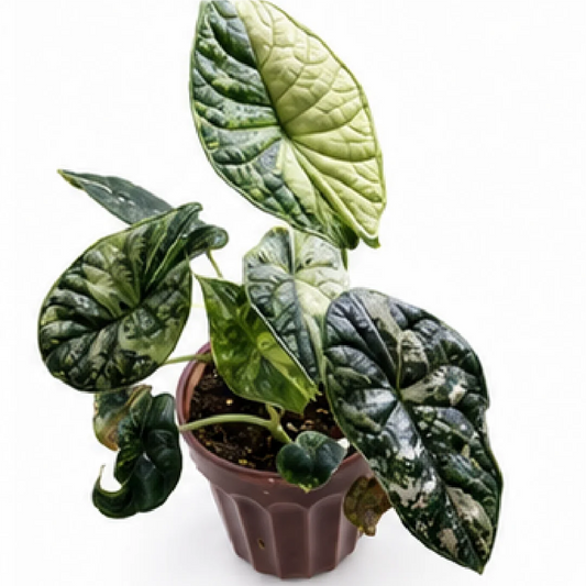 Alocasia Dragon Scale Tricolor Var (Albo & Aurea) – Tissue Culture  Description: