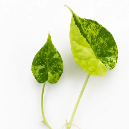 Alocasia Dragon Scale Aurea Var – Tissue Culture
