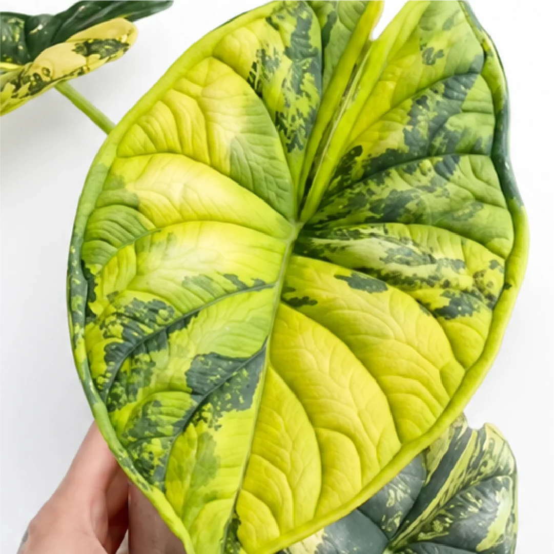 Alocasia Dragon Scale Aurea Var – Tissue Culture