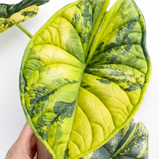 Alocasia Dragon Scale Aurea Var – Tissue Culture