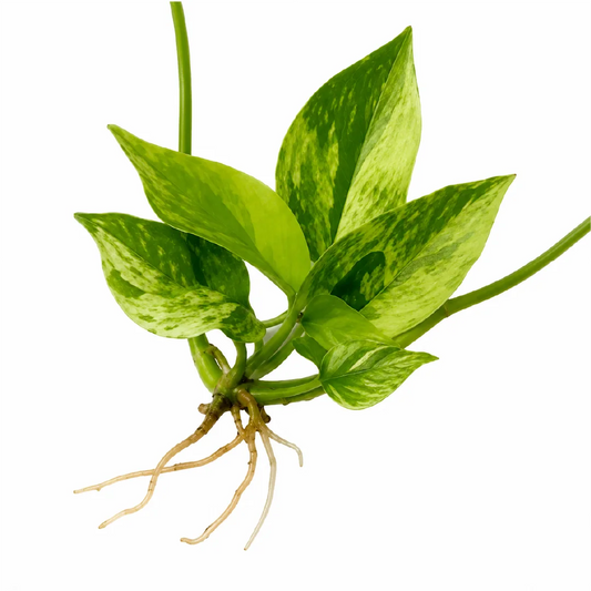 Philodendron Hastatum Var (Silver Sword Var) Tissue Culture