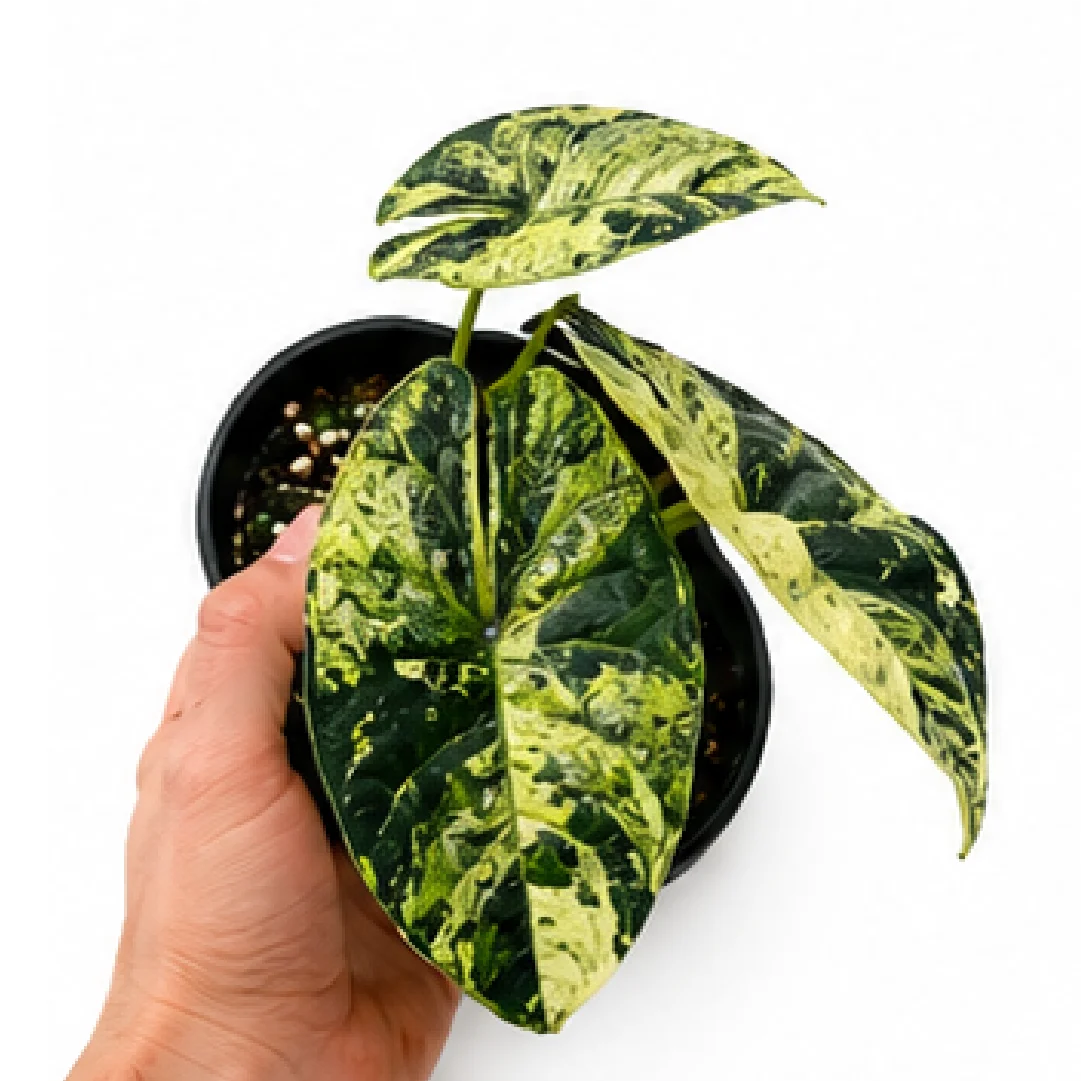 Alocasia Dragon Scale Mint Var – Tissue Culture