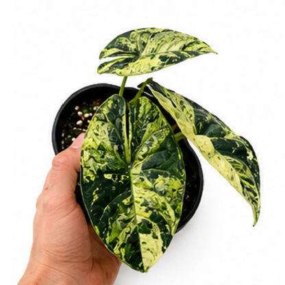 Alocasia Dragon Scale Mint Var – Tissue Culture