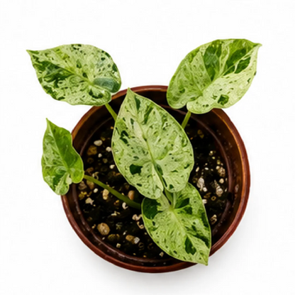 Alocasia Dragon Scale Mint Var – Tissue Culture