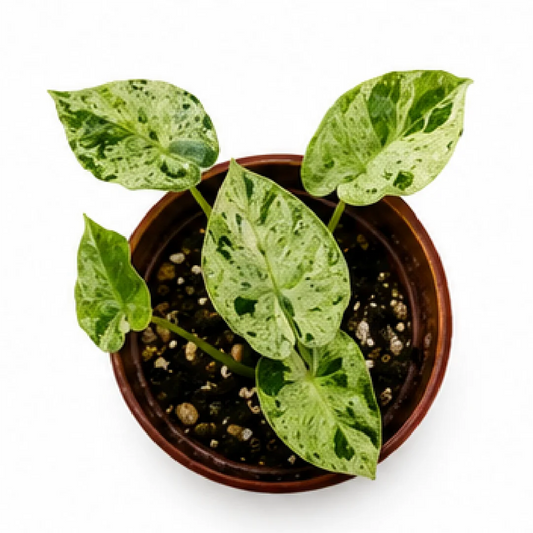 Alocasia Dragon Scale Mint Var – Tissue Culture