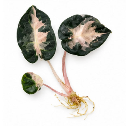 Alocasia Heart Balloon Pink Var – Tissue Culture