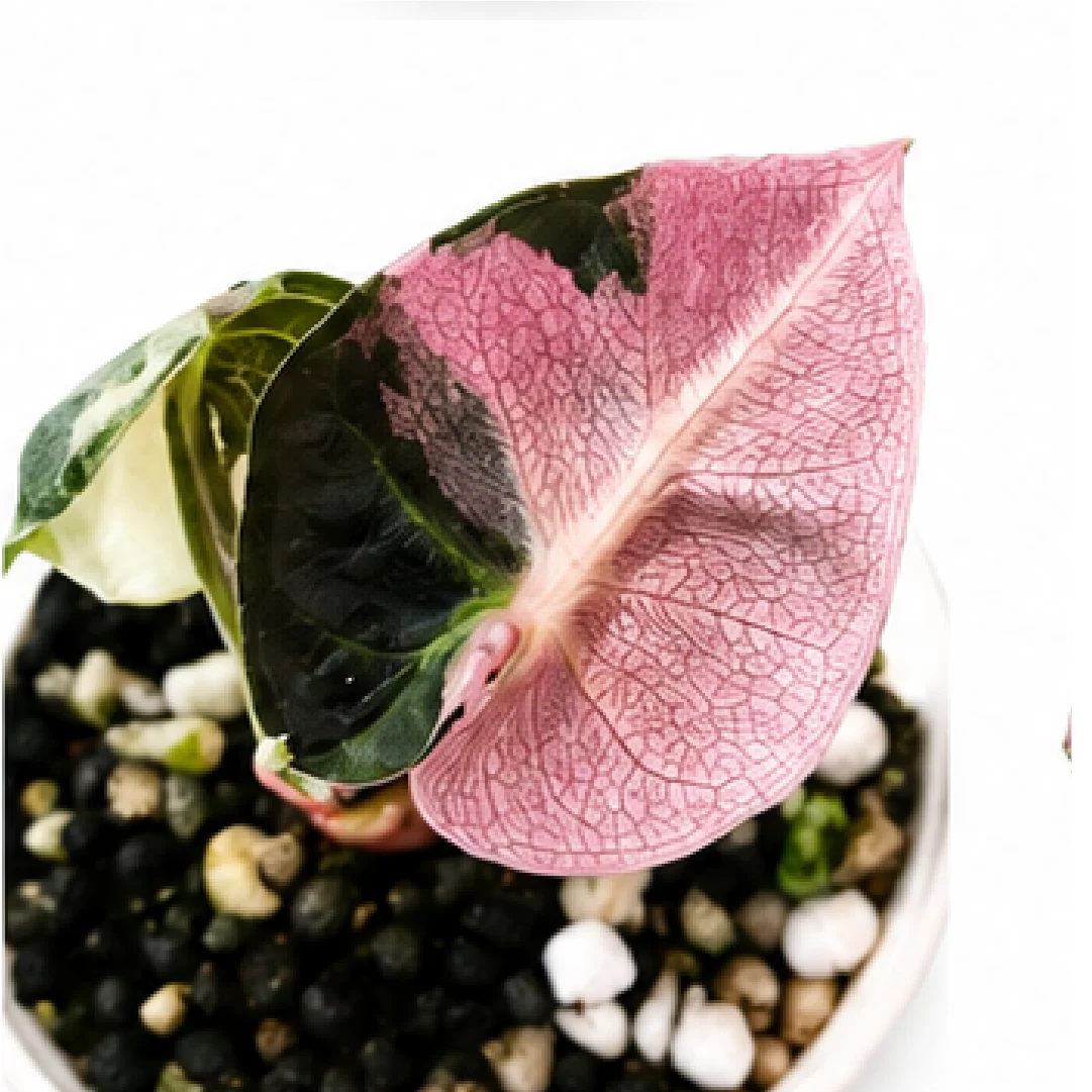 Alocasia Heart Balloon Pink Var – Tissue Culture