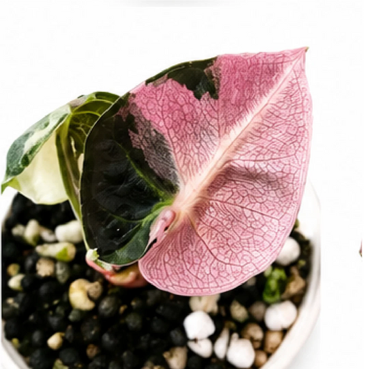 Alocasia Heart Balloon Pink Var – Tissue Culture