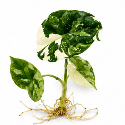Alocasia Melo Albo Var – Tissue Culture