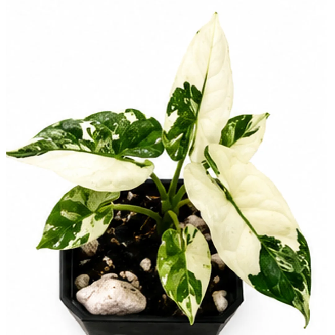 Alocasia Melo Albo Var – Tissue Culture