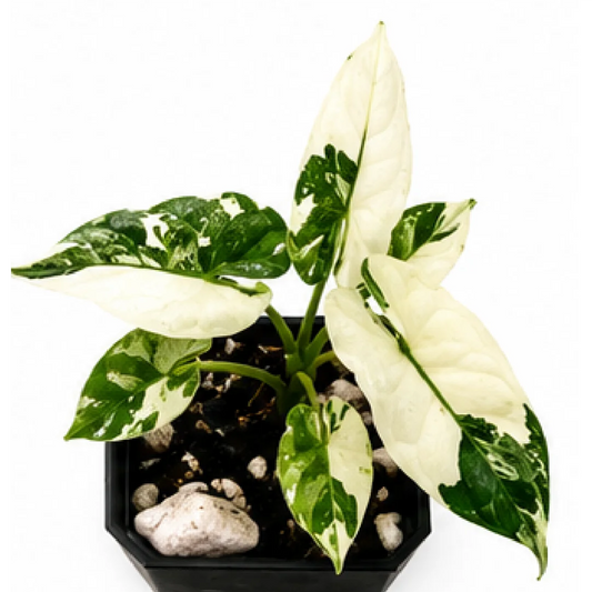 Alocasia Melo Albo Var – Tissue Culture