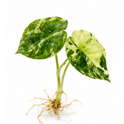 Alocasia Melo Golden Var – Tissue Culture