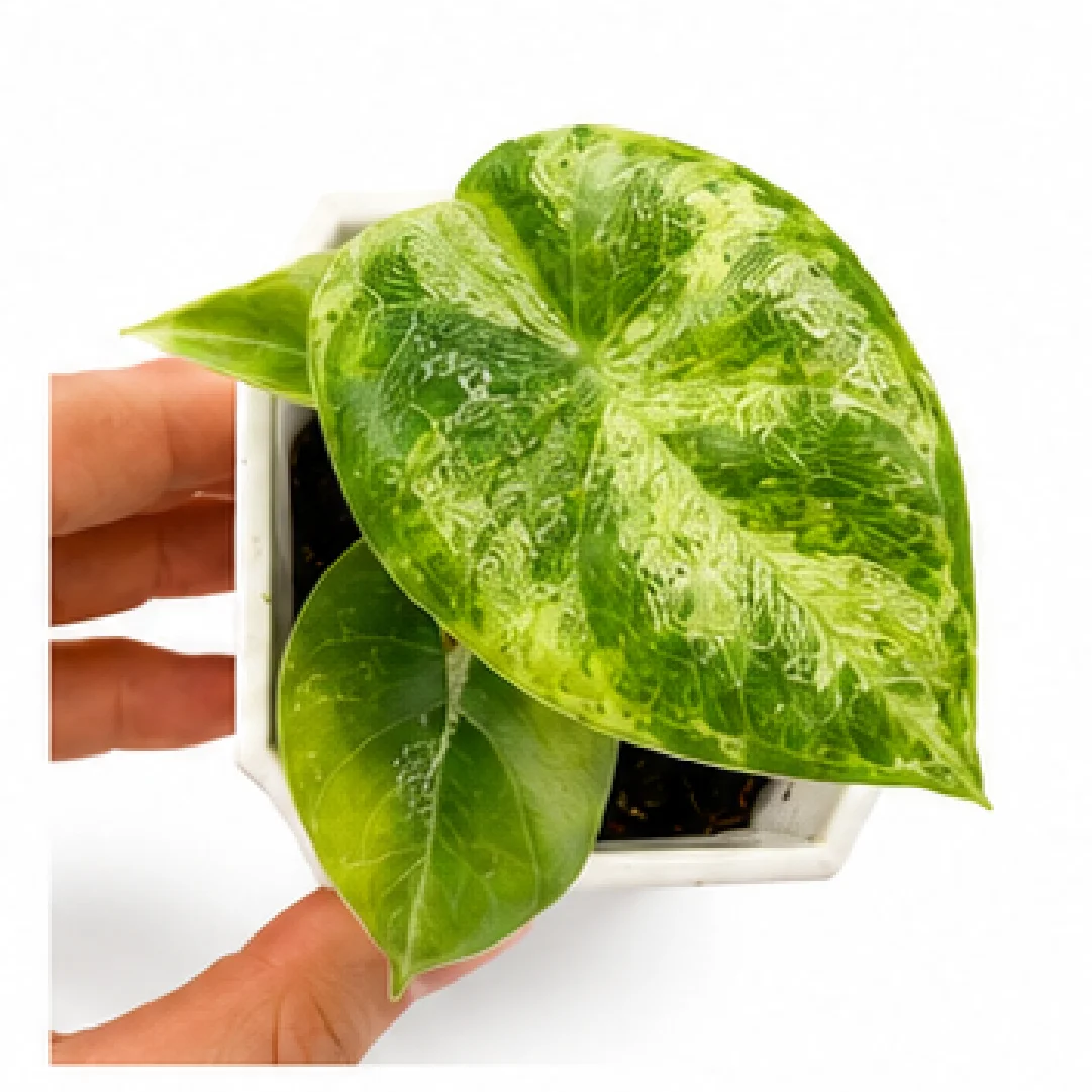 Alocasia Melo Golden Var – Tissue Culture