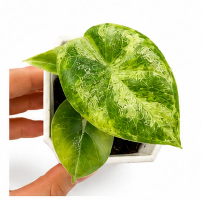 Alocasia Melo Golden Var – Tissue Culture