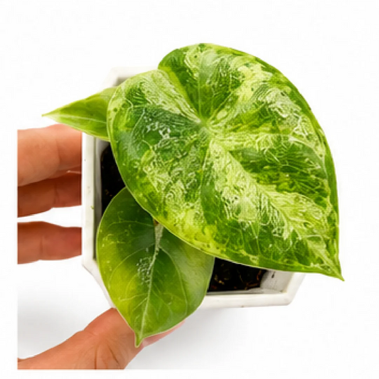Alocasia Melo Golden Var – Tissue Culture