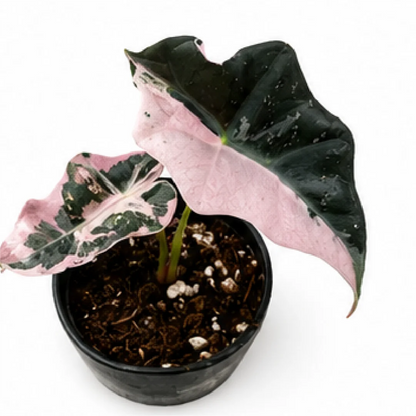 Alocasia Nobilis Pink Var – Tissue Culture
