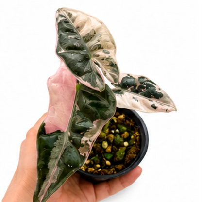 Alocasia Nobilis Pink Var – Tissue Culture
