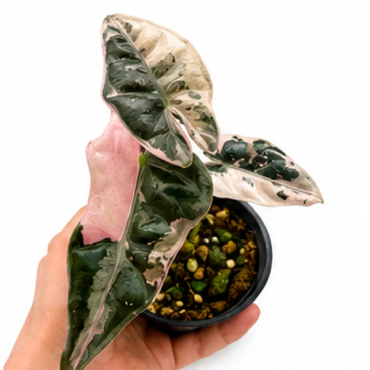 Alocasia Nobilis Pink Var – Tissue Culture