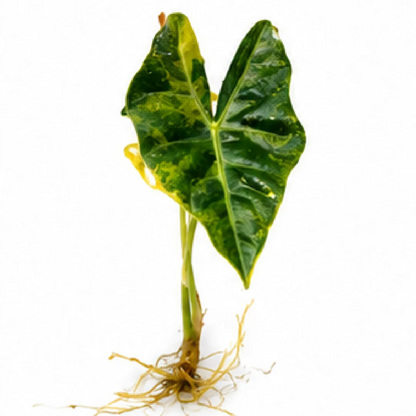 Alocasia Nobilis Aurea Var – Tissue Culture