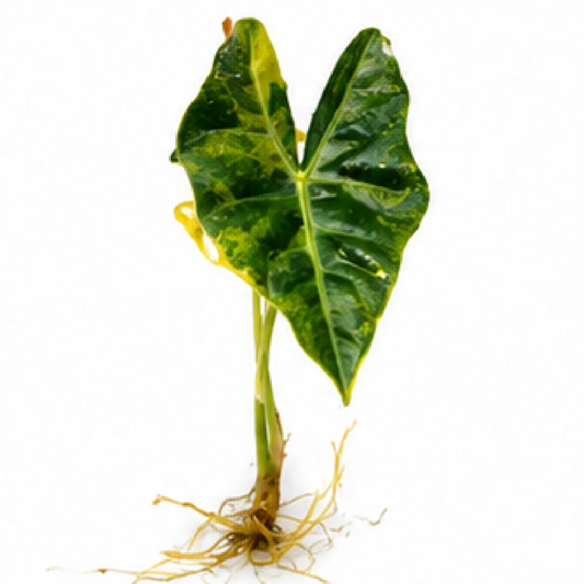 Alocasia Nobilis Aurea Var – Tissue Culture
