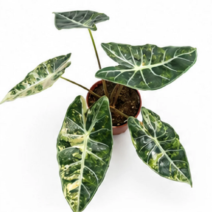 Alocasia Longiloba Grandis Aurea Var – Tissue Culture