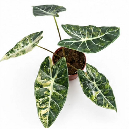 Alocasia Longiloba Grandis Aurea Var – Tissue Culture