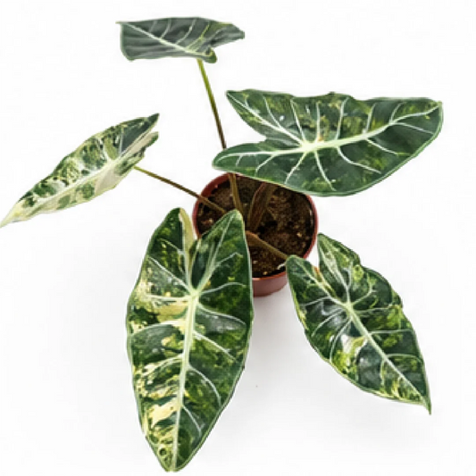 Alocasia Longiloba Grandis Aurea Var – Tissue Culture