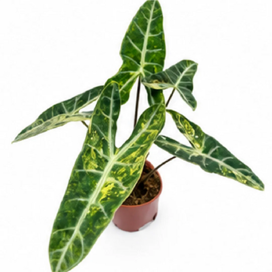 Alocasia longiloba sp. Aurea Var – Tissue Culture