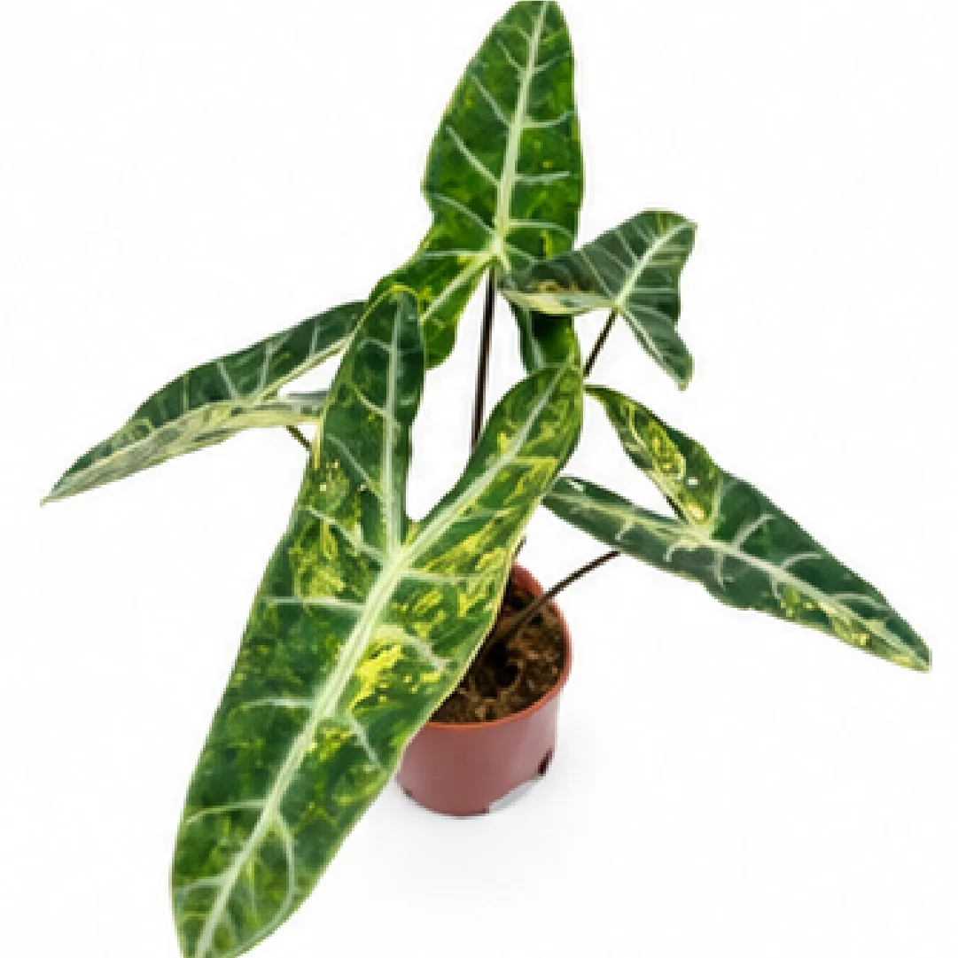 Alocasia longiloba sp. Aurea Var – Tissue Culture