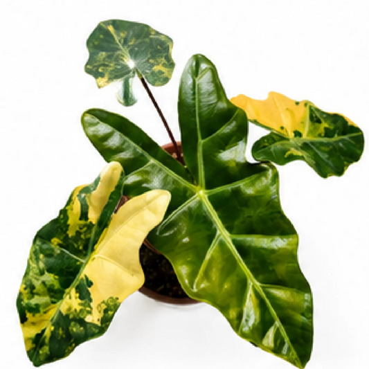 Alocasia Pseudo Sanderiana Aurea Var – Tissue Culture