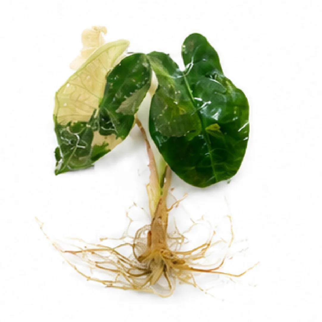 Alocasia Pseudo Sanderiana Pink Var – Tissue Culture