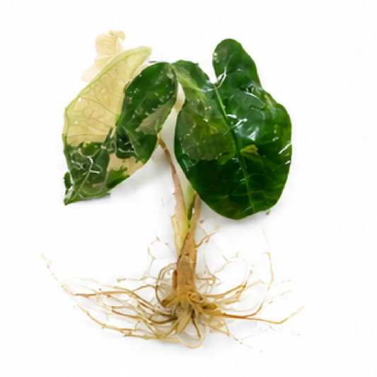 Alocasia Pseudo Sanderiana Pink Var – Tissue Culture