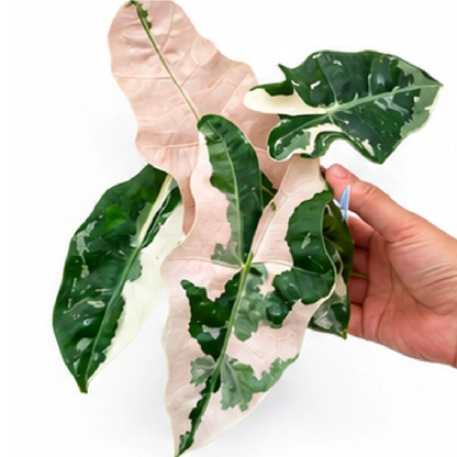 Alocasia Pseudo Sanderiana Pink Var – Tissue Culture