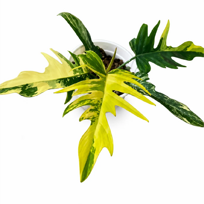 Philodendron Florida Beauty x Tortum Var Tissue Culture