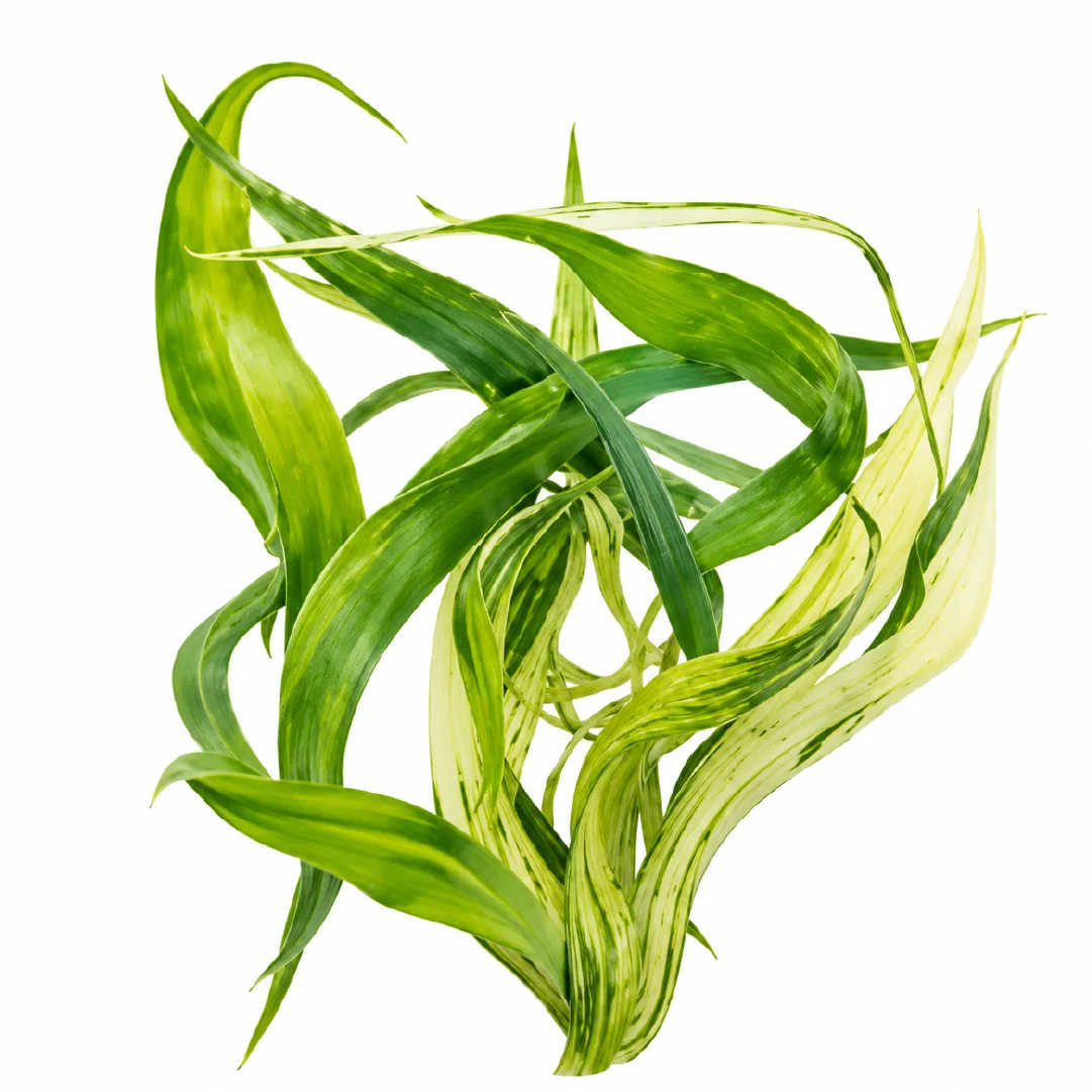 Philodendron Florida Beauty x Tortum Var Tissue Culture