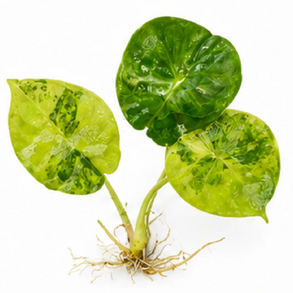 Alocasia Silver Nebula Aurea Var – Tissue Culture