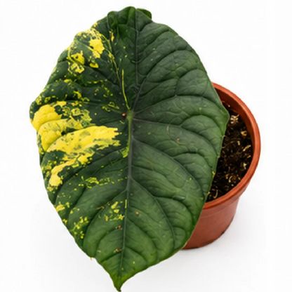 Alocasia Silver Nebula Aurea Var – Tissue Culture