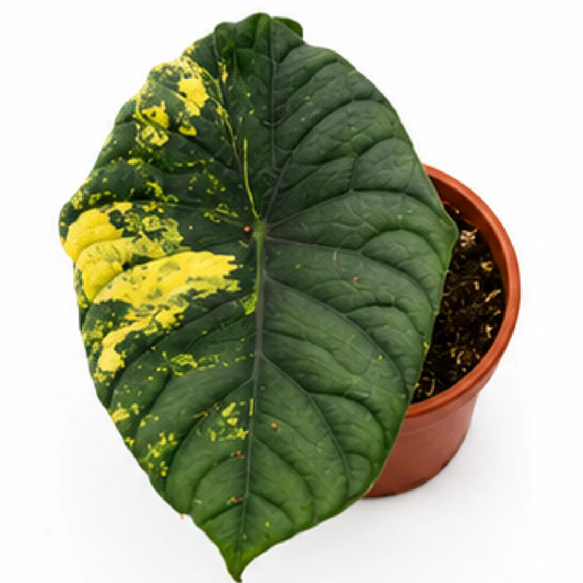 Alocasia Silver Nebula Aurea Var – Tissue Culture