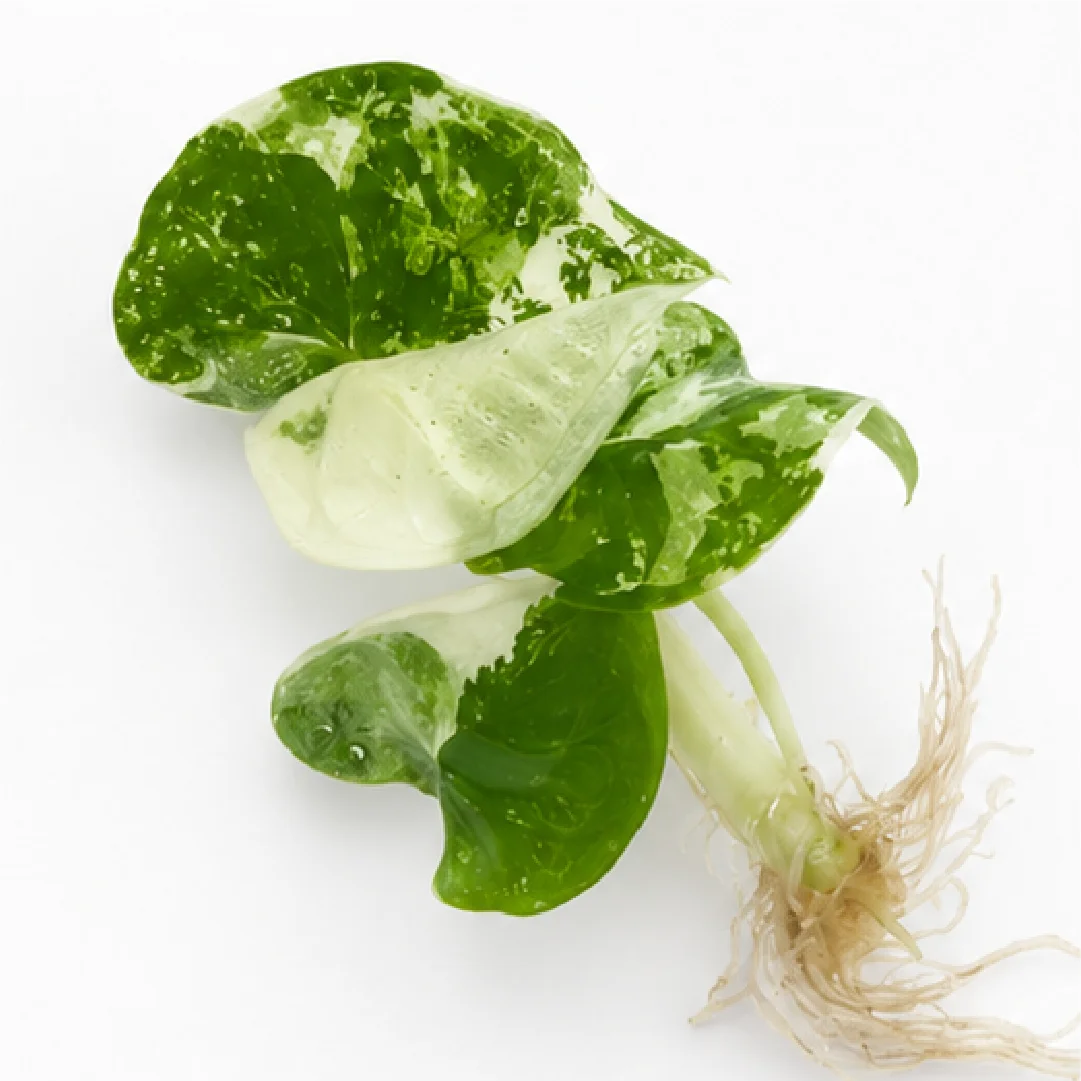 Alocasia Silver Nebula Albo Var – Tissue Culture