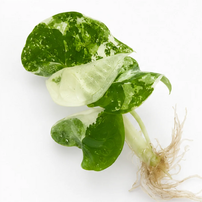 Alocasia Silver Nebula Albo Var – Tissue Culture