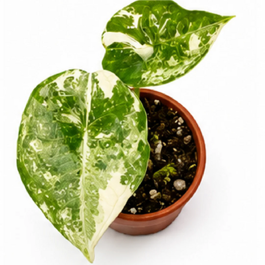 Alocasia Silver Nebula Albo Var – Tissue Culture