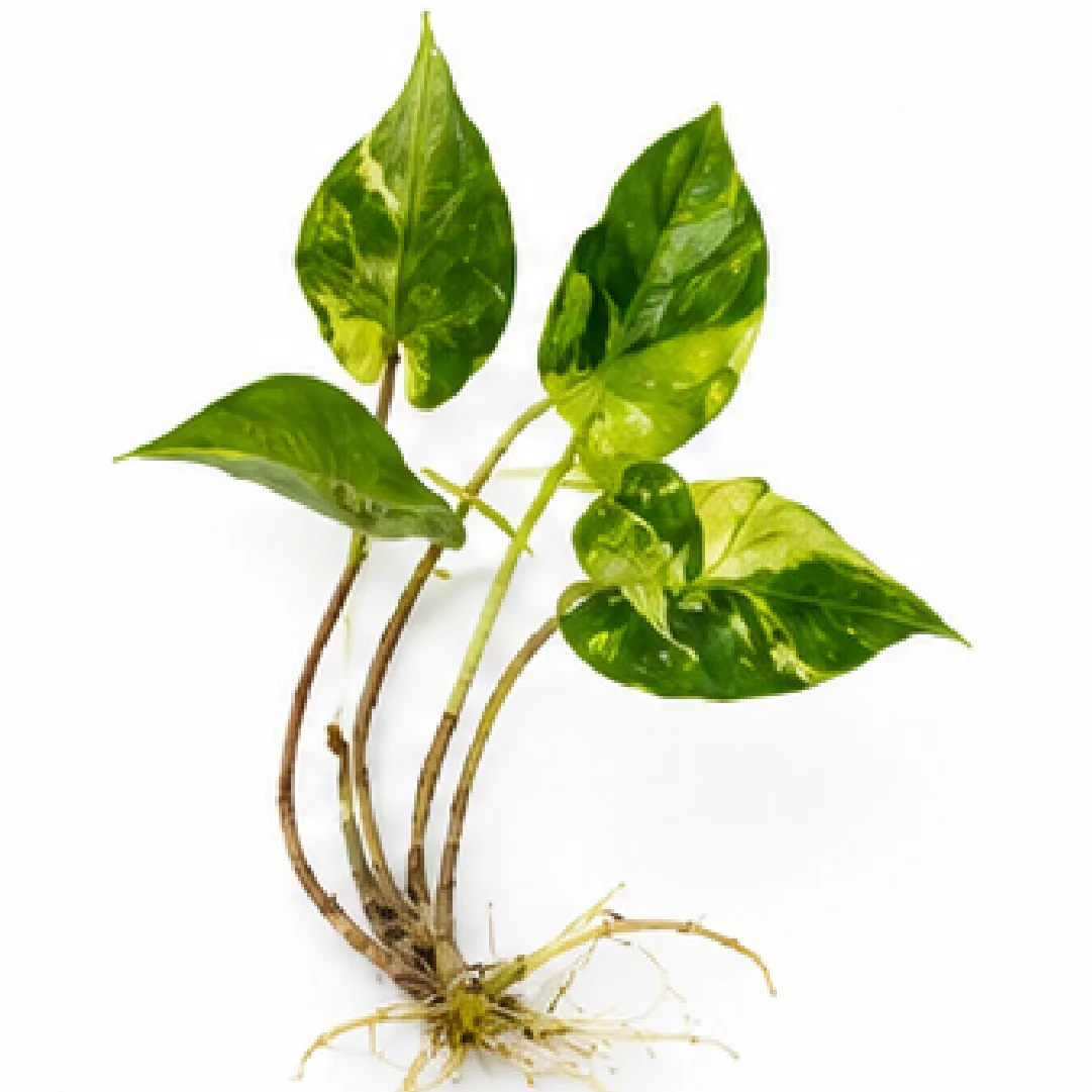 Alocasia Stingray Aurea Var – Tissue Culture