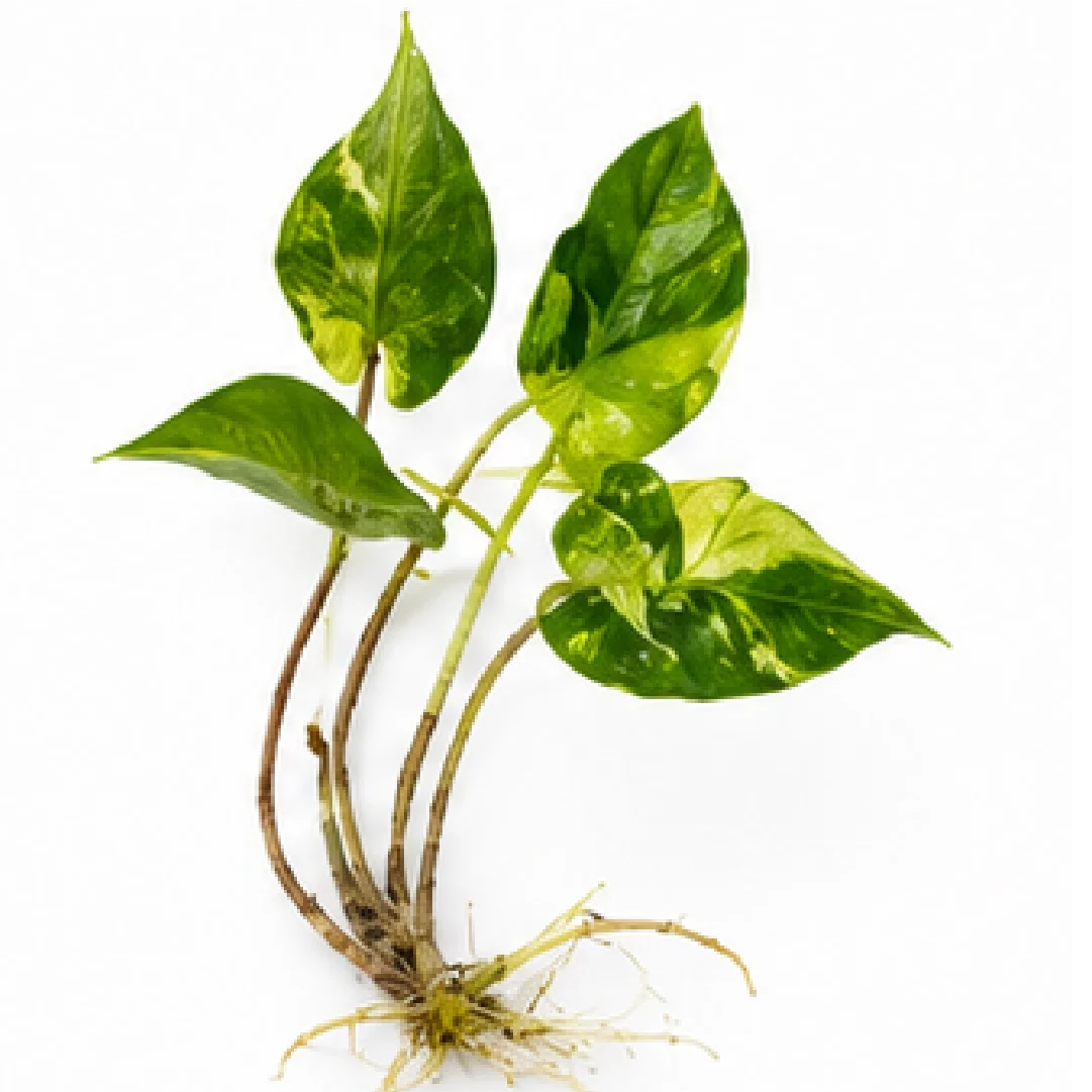 Alocasia Stingray Aurea Var – Tissue Culture