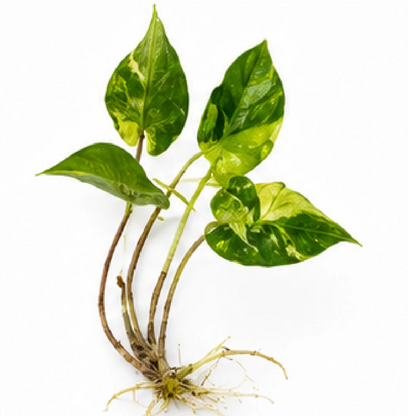 Alocasia Stingray Aurea Var – Tissue Culture