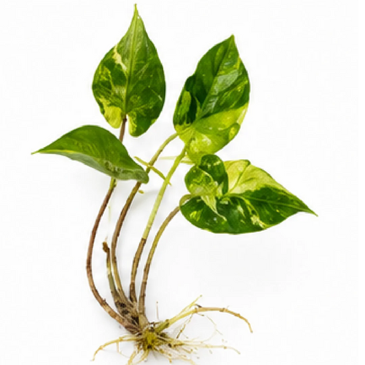 Alocasia Stingray Aurea Var – Tissue Culture
