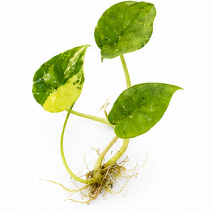 Alocasia Scalprum Aurea Var – Tissue Culture