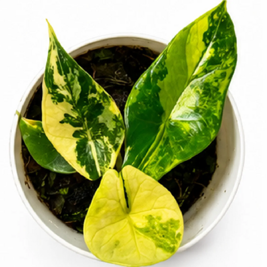 Alocasia Scalprum Aurea Var – Tissue Culture