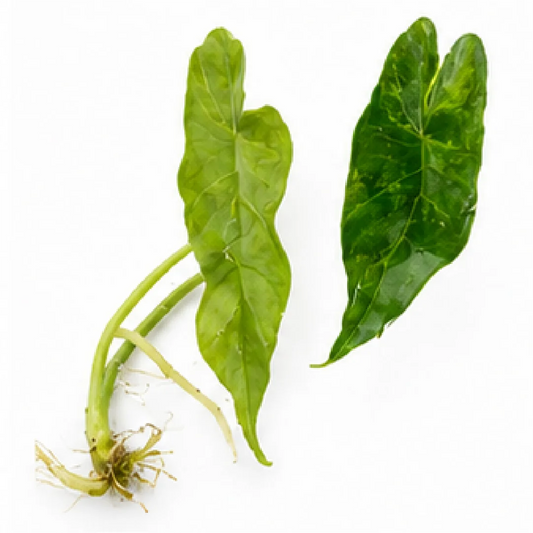 Alocasia Simpo Aurea Variegated Tissue Culture Plantlet