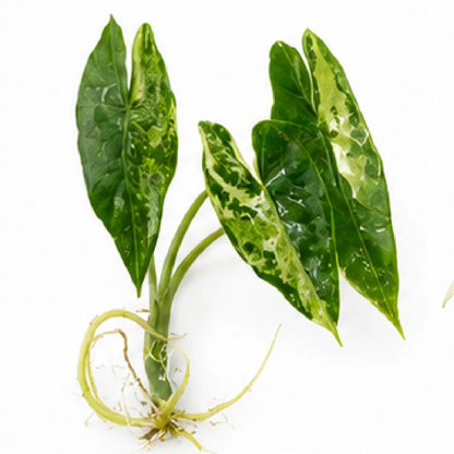 Alocasia Simpo Albo Variegated Tissue Culture Plantlet