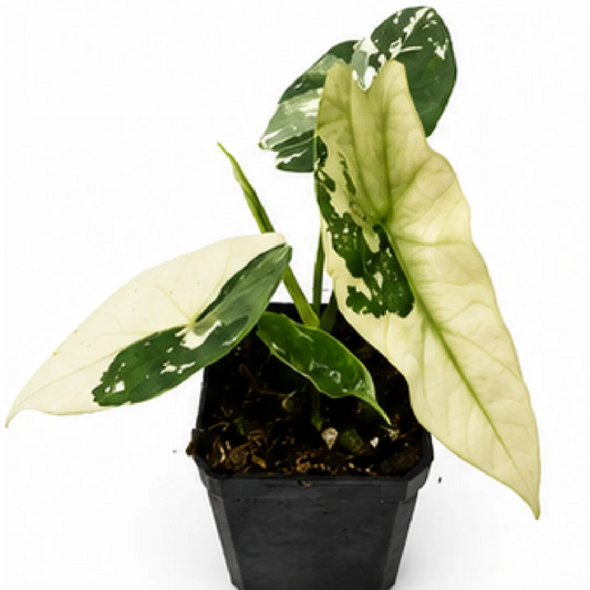 Alocasia Simpo Albo Variegated Tissue Culture Plantlet